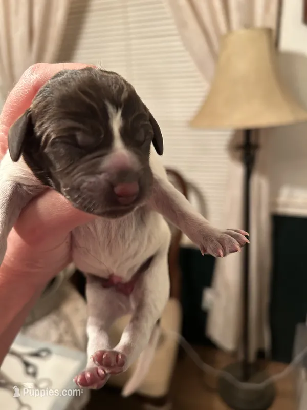 Orange Collar Female  – Wirehaired Pointing Griffon puppy for sale in Okmulgee, OK