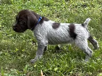 SOLD!!Blue Collar Male  , a male Wirehaired Pointing Griffon for sale in Okmulgee, OK – 6 of 6