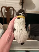 Yellow Collar Female , a female Wirehaired Pointing Griffon for sale in Okmulgee, OK – 2 of 2