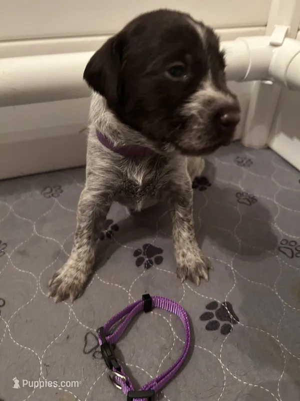 Purple Collar Female  – Wirehaired Pointing Griffon puppy for sale in Okmulgee, OK