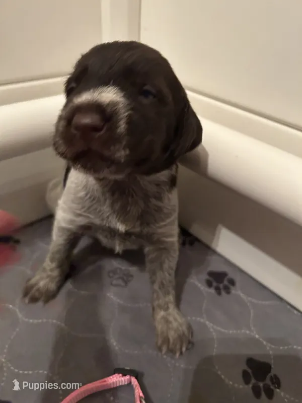 Pink collar Female  – Wirehaired Pointing Griffon puppy for sale in Okmulgee, OK