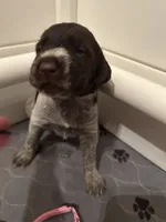 Pink collar Female ready July 6  , a female Wirehaired Pointing Griffon for sale in Okmulgee, OK – 3 of 5
