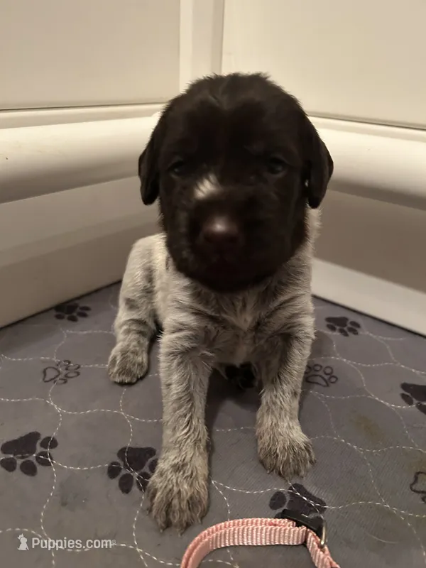 Lilac/Peach Collar Female  – Wirehaired Pointing Griffon puppy for sale in Okmulgee, OK