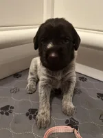 Lilac/Peach Collar Female , a female Wirehaired Pointing Griffon for sale in Okmulgee, OK – 1 of 3