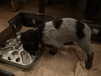 Blue Collar Male  ready July 6 , a male Wirehaired Pointing Griffon for sale in Okmulgee, OK – 4 of 5