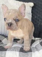 AKC Alex, a male French Bulldog for sale in Reading, PA – 3 of 5