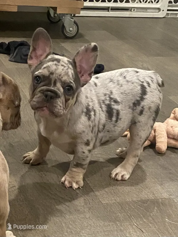 AKC Marty – French Bulldog puppy for sale in Reading, PA