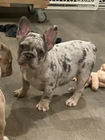 AKC Marty, a female French Bulldog for sale in Reading, PA – 1 of 5