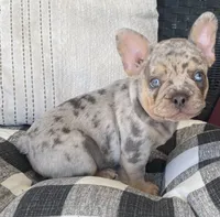 AKC Melman, a male French Bulldog for sale in Reading, PA – 4 of 5