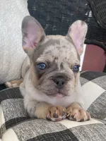 AKC Marty, a female French Bulldog for sale in Reading, PA – 2 of 5