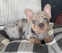 AKC Melman, a male French Bulldog for sale in Reading, PA – 5 of 5