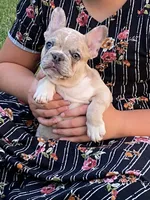 AKC Alex, a male French Bulldog for sale in Reading, PA – 4 of 5
