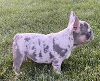 AKC Marty, a female French Bulldog for sale in Reading, PA – 3 of 5