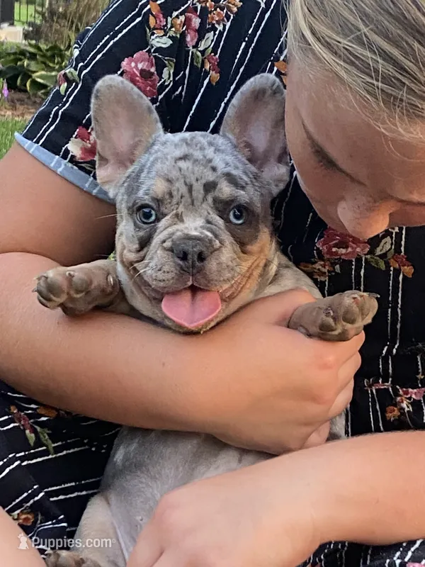 AKC Melman – French Bulldog puppy for sale in Reading, PA