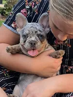 AKC Melman, a male French Bulldog for sale in Reading, PA – 1 of 5