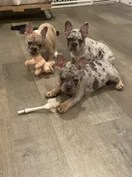 AKC Marty, a female French Bulldog for sale in Reading, PA – 5 of 5