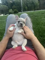 AKC Alex, a male French Bulldog for sale in Reading, PA – 5 of 5