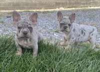AKC Marty, a female French Bulldog for sale in Reading, PA – 4 of 5