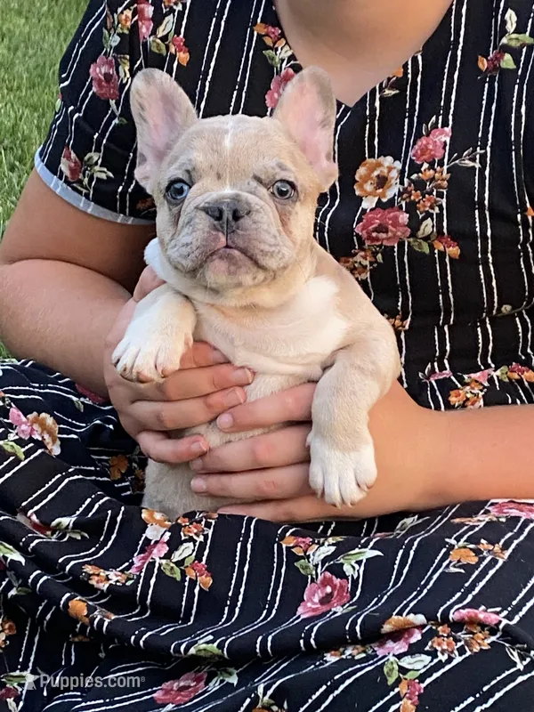 AKC Alex – French Bulldog puppy for sale in Reading, PA