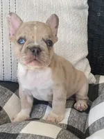 AKC Alex, a male French Bulldog for sale in Reading, PA – 2 of 5