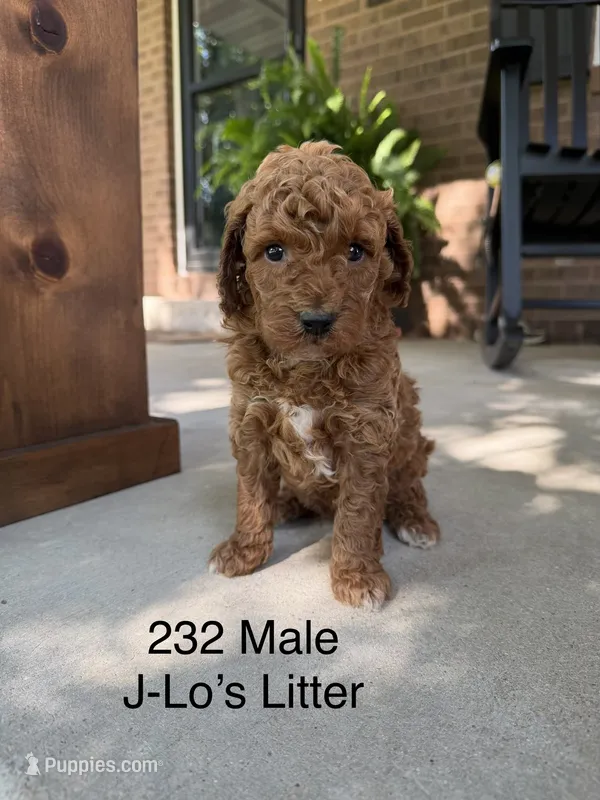 232 Male  – Miniature Goldendoodle puppy for sale in Houston, MO