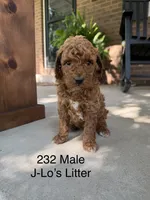 232 Male , a male Miniature Goldendoodle for sale in Houston, MO – 1 of 1