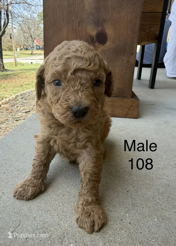 Goldendoodle 108 – Goldendoodle, Miniature Goldendoodle puppy for sale in Houston, MO