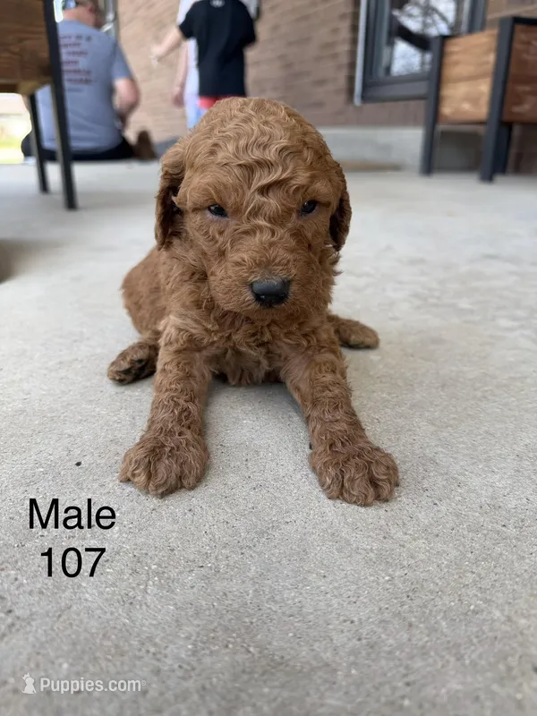 Goldendoodle 107 – Goldendoodle, Miniature Goldendoodle puppy for sale in Houston, MO