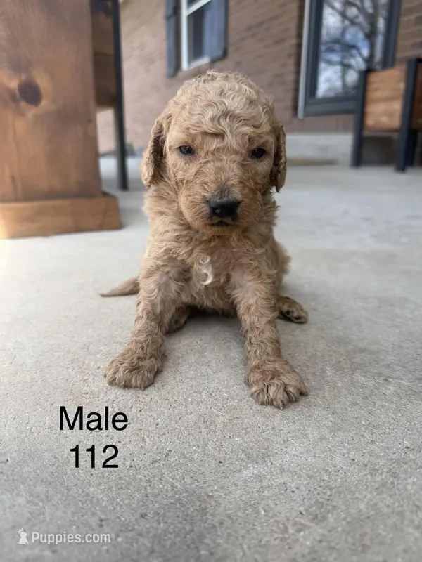 Goldendoodle 112  – Goldendoodle, Miniature Goldendoodle puppy for sale in Houston, MO