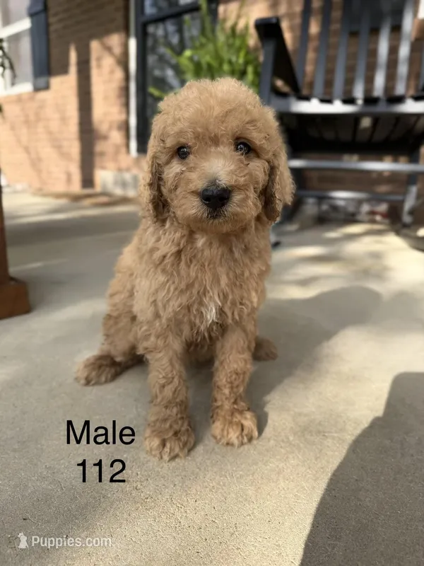 Goldendoodle 112  – Goldendoodle, Miniature Goldendoodle puppy for sale in Houston, MO