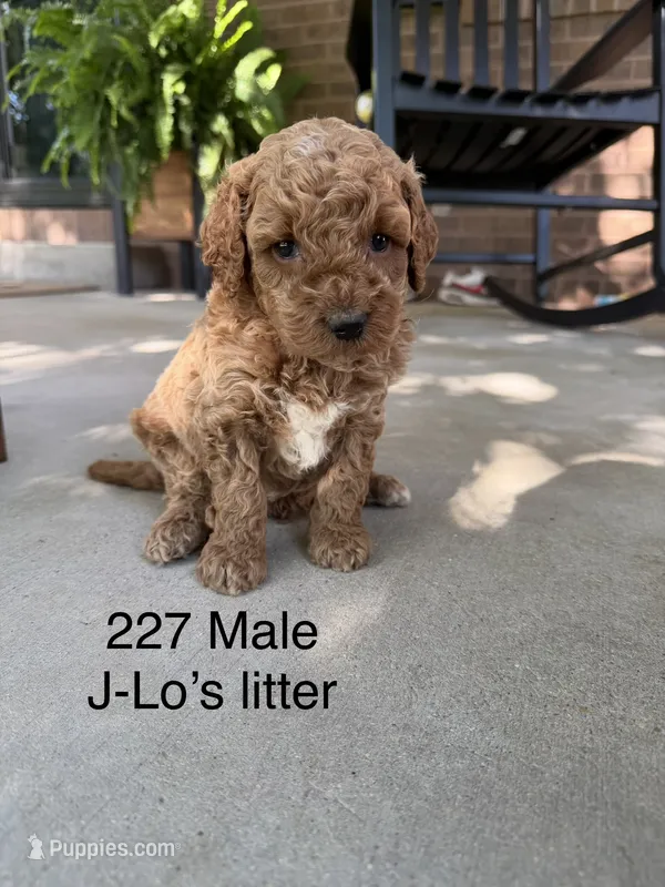 227 Male  – Miniature Goldendoodle puppy for sale in Houston, MO