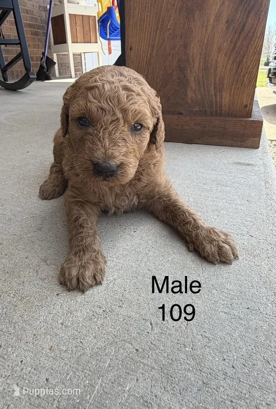 Goldendoodle 109  – Goldendoodle, Miniature Goldendoodle puppy for sale in Houston, MO