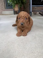 225 Male , a female Miniature Goldendoodle for sale in Houston, MO – 3 of 3