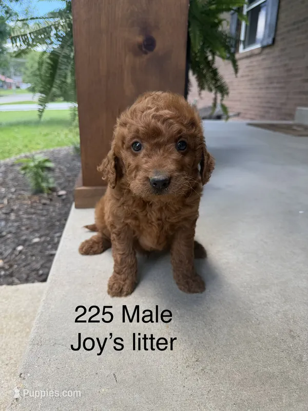 225 Male  – Miniature Goldendoodle puppy for sale in Houston, MO