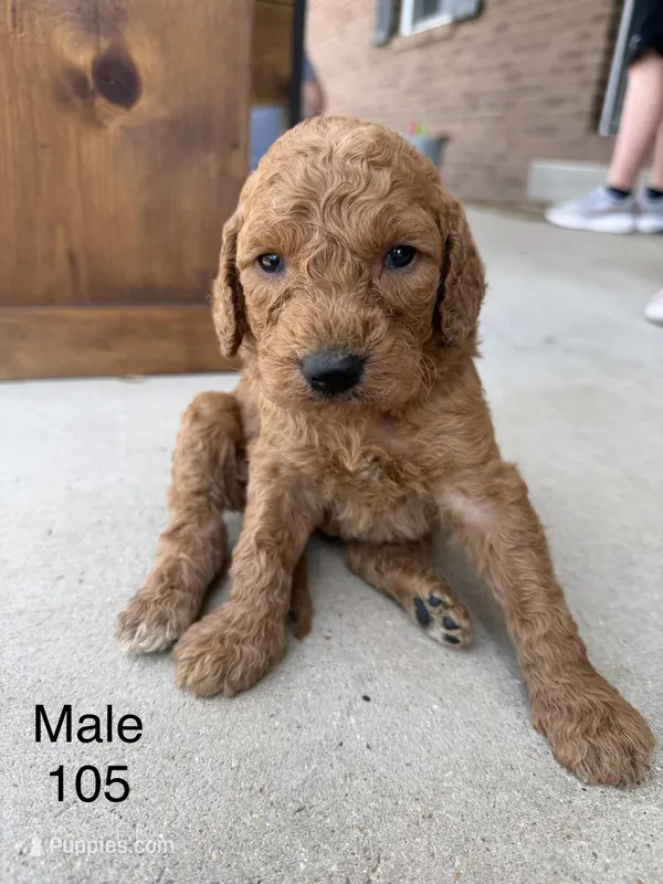 Goldendoodle 105 – Goldendoodle, Miniature Goldendoodle puppy for sale in Houston, MO