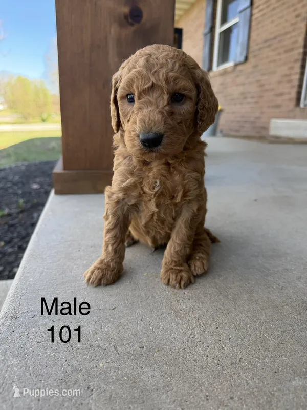 Goldendoodle 101 – Goldendoodle, Miniature Goldendoodle puppy for sale in Houston, MO