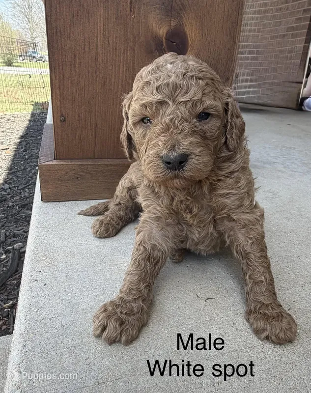 White spot  – Goldendoodle, Miniature Goldendoodle puppy for sale in Houston, MO