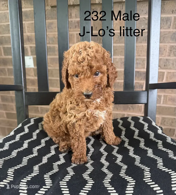 232 Male  – Miniature Goldendoodle puppy for sale in Houston, MO