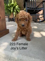 223 Female , a female Miniature Goldendoodle for sale in Houston, MO – 1 of 1