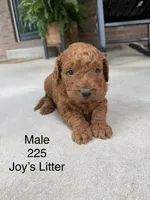225 Male , a female Miniature Goldendoodle for sale in Houston, MO – 2 of 3