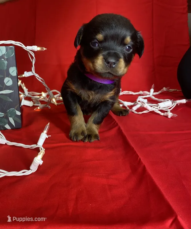 Lucky Junior, a.k.a.runt