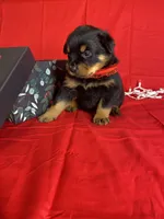 processed/396d717a-4959-45b4-955a-77dabea38d16/listing/8cfd2ef8-b156-4bf0-b68a-fe7cab4496fd/2b977d47-da9a-4f1e-a162-7110319783f9