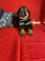 processed/396d717a-4959-45b4-955a-77dabea38d16/listing/f57626a5-e5ad-4545-b451-8e2221f28729/9d43b02f-0f66-4f4d-aefe-7bac635014e4