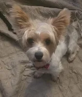 Khloe, a female Yorkshire Terrier for sale in Buffalo, NY – Photo 1 of 2