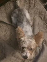 Khloe, a female Yorkshire Terrier for sale in Buffalo, NY – Photo 2 of 2