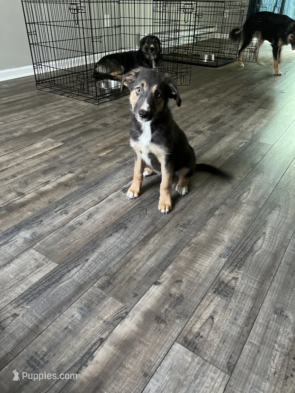 Nova – Border Collie, German Shepherd Dog puppy for sale in Clementon, NJ