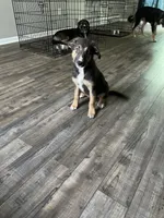 Nova, a female Border Collie and German Shepherd Dog for sale in Clementon, NJ – 1 of 2