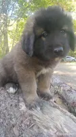 Orange, a male Caucasian Ovcharka for sale in Palermo, ME – 4 of 5