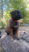 Dark pink, a female Caucasian Ovcharka for sale in Palermo, ME – 2 of 10