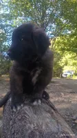 Black, a male Caucasian Ovcharka for sale in Palermo, ME – 3 of 6
